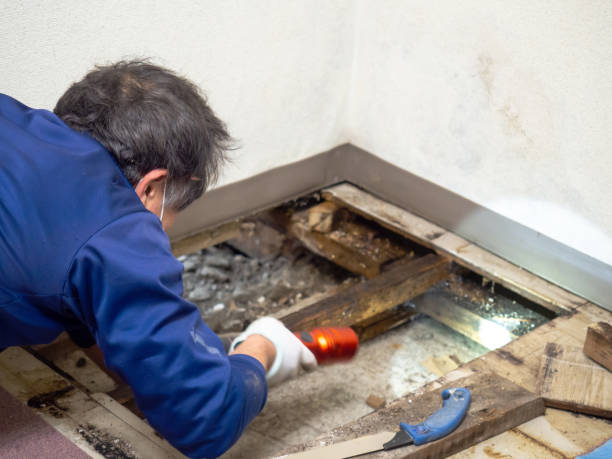 Reliable Yukon, OK Mold Removal Solutions