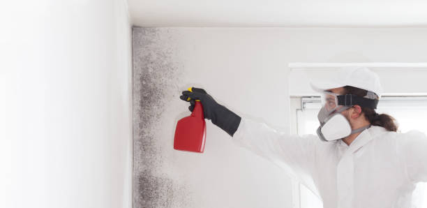Best Mold Removal Company Near Me  in Yukon, OK