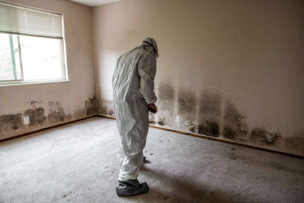 Best Attic Mold Removal  in Yukon, OK
