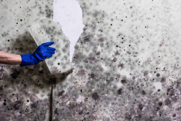 Best Residential Mold Removal  in Yukon, OK
